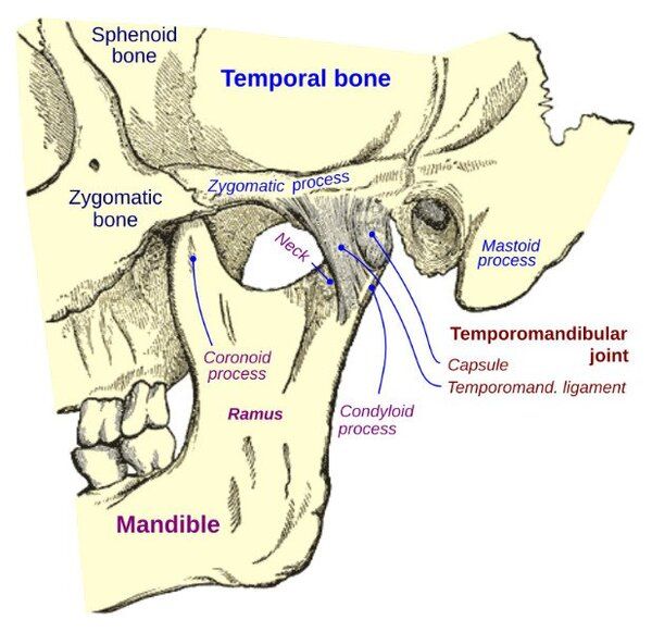 the temporomandibular joint